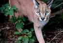 Caracal - steppe lynx